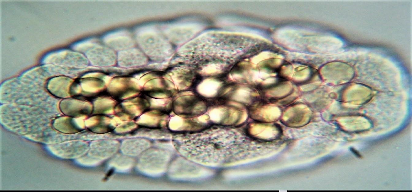 teca di uova in sviluppo di Daphnia ??